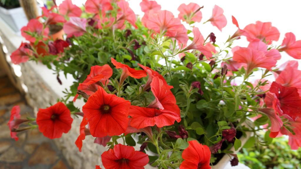 Apartments Red Rose Нин Екстериор снимка
