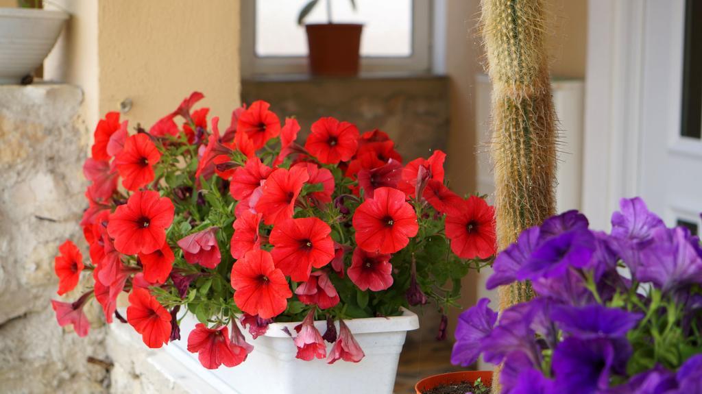 Apartments Red Rose Нин Екстериор снимка