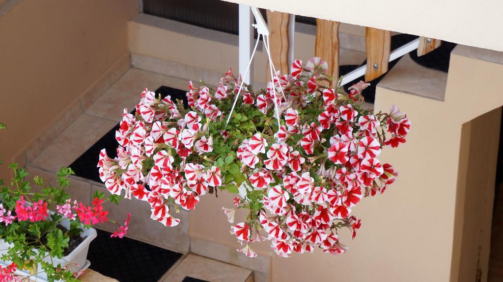 Apartments Red Rose Нин Екстериор снимка